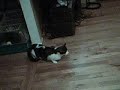 chatte en chaleur ashley... chatte en chaleur ashley...