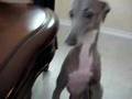 Italian Greyhound Gixer at dinner table