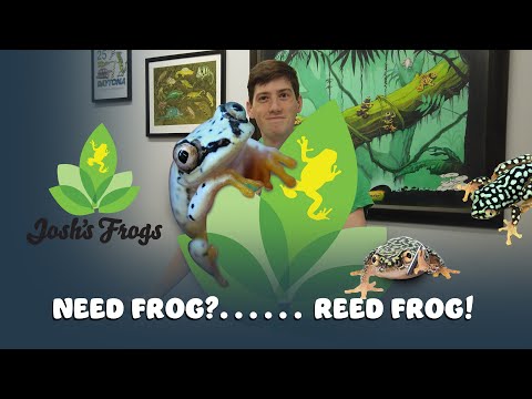 YouTube reptile video