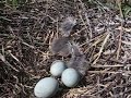 Garzas bebes 2 Garzas bebes 2