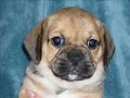 Puggle puppies
