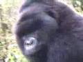 Me and a gorilla