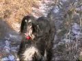Salma i Szare Salma i Szare