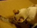帽子からこぼれる猫