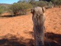 ラクダ動画
