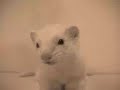 Ferret Skatman Ferret Skatman