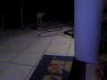 Le chat qui ramene Le chat qui ramene