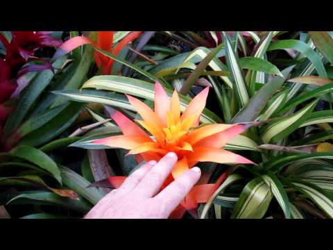 how to replant guzmania
