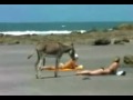 Donkey not the dog.MP4