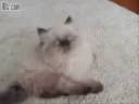 Funny Kitty Jump