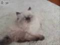 videos de Funny Kitty Jump
