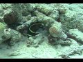 french angelfish