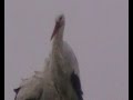 CIG&Atilde;�E&Atilde;�AS Y NIDOS...COMPORTAMIENTOS.11 video