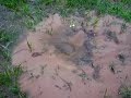 Gopher Hole Bubbling Water