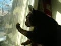 Dizzy punches window plastic