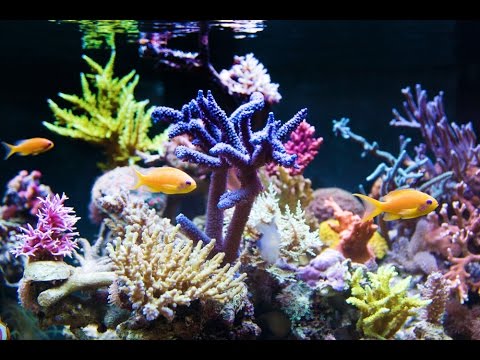 Wunderschönes Meerwasseraquarium mit herrlichen Korallen