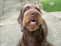 The Standard Poodle in a Car and Other Poodles