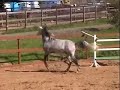 Elrond Grey Arabian Stallion running and rearing Elrond Grey Arabian Stallion running and rearing