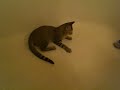 Catbook Movie: Cat + ball + bath tub=entertainment Catbook Movie: Cat + ball + bath tub=entertainment