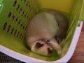 かごの中で遊ぶ猫(=^・^=) playing cat in the laundry hamper