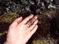 camaros ( veya gammaryus ) camaros ( veya gammaryus )