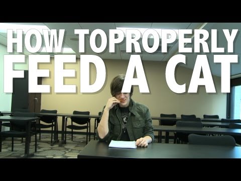 how to properly feed a cat