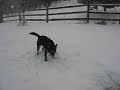 Cattle Dog Snap Cattle Dog Snap