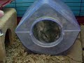 Frisky Takes a Dust Bath