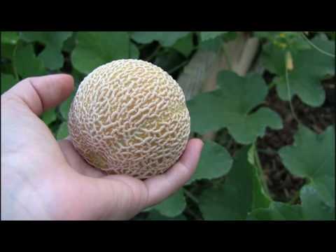 how to grow melons