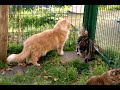 SNV34411.AVI