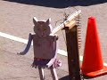 Has Anybody Seen My Gal?