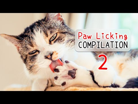 🐾 Cats Licking Paws ASMR Compilation 2 🎧 | Cat Grooming | Curry Sugar Meow