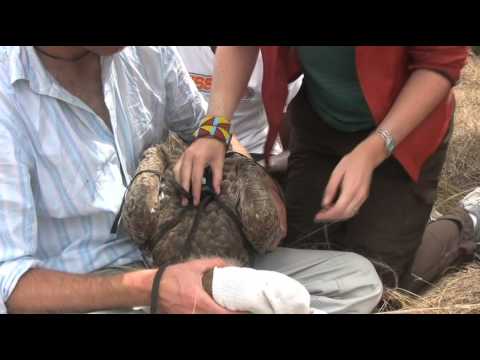 how to attach telemetry leads