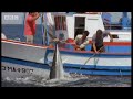  BBC Killer Whale Ocean Animal Nature Wild Wildlife Free Clip Fishing Fish