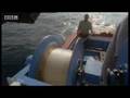 Giant Blue-Finned Tuna - Killer Whale -  BBC Animals