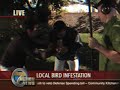 Cuidado con los pájaros Video