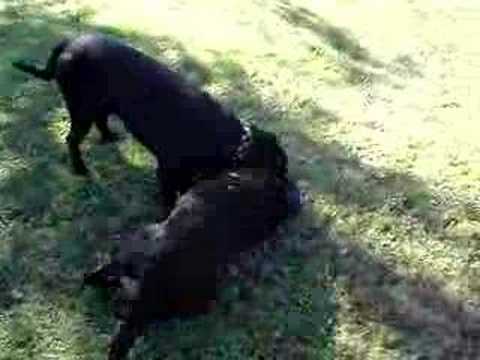 pitbull croisé rottweiler