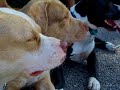 Pitbulls: Keep Holding On Pitbulls: Keep Holding On