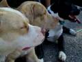Pitbulls: Keep Holding On