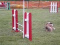 Flexi USDAA 9/13-9/14 Dash and Boing!