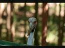 Australia Zoo