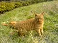cats play in grass cats play in grass