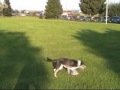 JP und Mischa - Discdogging JP und Mischa - Discdogging