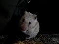 The hamster