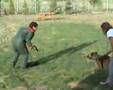 videos de calismalar