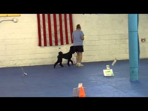 WCRL - Fallon earning leg 29 of the 30 needed for her WCRL RL1x3 Ch. title with a perfect 210 on 8/10/14 at Kellar's Canine Academy.