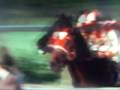 Horses Old Time Rock and Roll Horses Old Time Rock and Roll