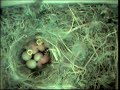 Cinciarelle appena nate - Parus caeruleus -