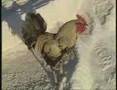 Denizli Horozu / The genuine Denizli Rooster