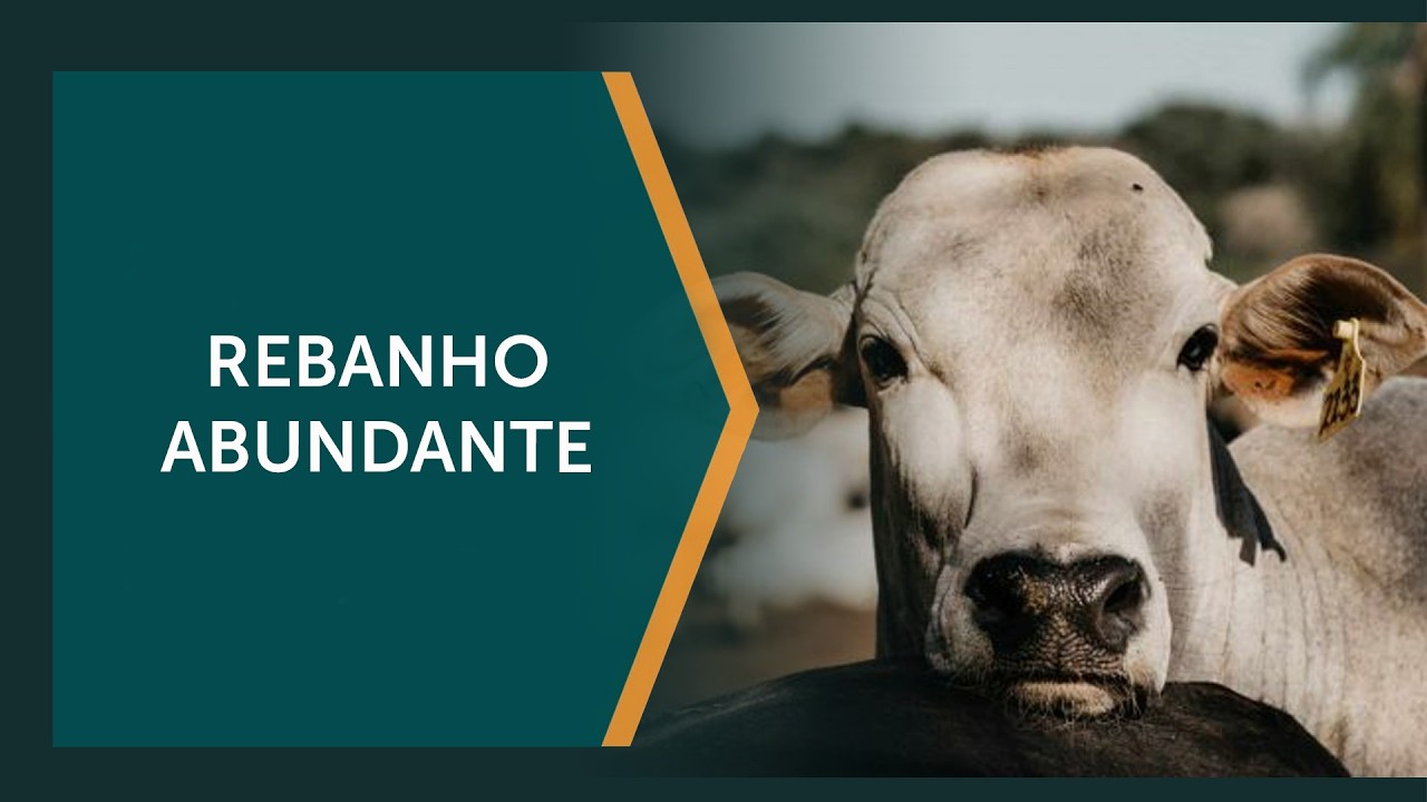 Pecuária é um dos pilares da economia brasileira